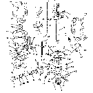 11E01 DISTRIBUTOR & RELATED PARTS, GASOLINE (PETROL)